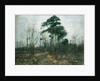 Park Landscape: Forest in Spring by Rudolf Hockner