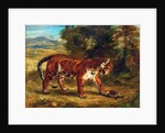 Tiger with Tortoise, 1862 by Ferdinand Victor Eugene Delacroix