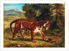 Tiger with Tortoise, 1862 by Ferdinand Victor Eugene Delacroix