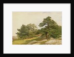 Study for Trees on Beverly Coast by John Frederick Kensett