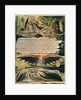 Jerusalem The Emanation of the Giant Albion: 'And One stood forth' by William Blake