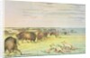 Stalking buffalo by George Catlin