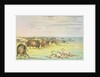Stalking buffalo by George Catlin