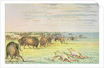 Stalking buffalo by George Catlin