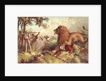 Livingstone attacked by the Lion by Anonymous