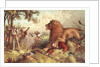 Livingstone attacked by the Lion by Anonymous