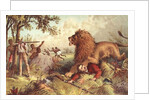 Livingstone attacked by the Lion by Anonymous