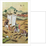 The Story of Rice by School Chinese