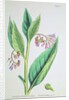 Common Comfrey, plate MCXVI, c.1800 by James Sowerby