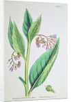 Common Comfrey, plate MCXVI, c.1800 by James Sowerby