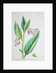 Common Comfrey, plate MCXVI, c.1800 by James Sowerby
