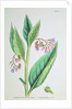 Common Comfrey, plate MCXVI, c.1800 by James Sowerby