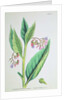 Common Comfrey, plate MCXVI, c.1800 by James Sowerby