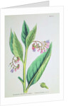 Common Comfrey, plate MCXVI, c.1800 by James Sowerby