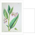 Common Comfrey, plate MCXVI, c.1800 by James Sowerby