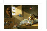 A Family of Owls, other Birds and a Cat by Jan van the Elder Kessel