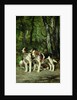 A Pack of Hounds by Charles Oliver de Penne