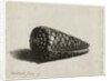 The Shell, 1650 by Rembrandt Harmensz. van Rijn