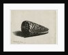 The Shell, 1650 by Rembrandt Harmensz. van Rijn
