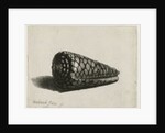 The Shell, 1650 by Rembrandt Harmensz. van Rijn