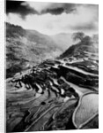 Rice terraces carved out of the hillsides hundreds of years ago by Ifuago farmers, Philippine Islands, c.1890-1923 by Anonymous