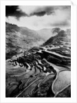 Rice terraces carved out of the hillsides hundreds of years ago by Ifuago farmers, Philippine Islands, c.1890-1923 by Anonymous