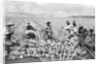 Scene on a pineapple plantation, with harvested pineapples, Hawaii, c.1910-25 by Anonymous