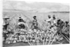 Scene on a pineapple plantation, with harvested pineapples, Hawaii, c.1910-25 by Anonymous