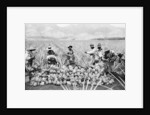 Scene on a pineapple plantation, with harvested pineapples, Hawaii, c.1910-25 by Anonymous