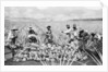Scene on a pineapple plantation, with harvested pineapples, Hawaii, c.1910-25 by Anonymous