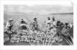 Scene on a pineapple plantation, with harvested pineapples, Hawaii, c.1910-25 by Anonymous