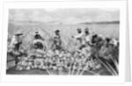 Scene on a pineapple plantation, with harvested pineapples, Hawaii, c.1910-25 by Anonymous
