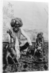 India, Fakir with monkeys, c.1890-1925 by Anonymous