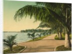 The walk at Palm Beach, c.1898 by Anonymous