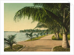 The walk at Palm Beach, c.1898 by Anonymous