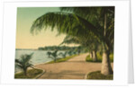 The walk at Palm Beach, c.1898 by Anonymous