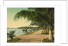 The walk at Palm Beach, c.1898 by Anonymous