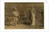Millie, aged 4 picks 8 pounds of cotton a day and Nellie 5, picks 30 on a farm near Houston, Texas, 1913 by Lewis Wickes Hine