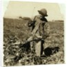 Alex Reiber aged 7 carries on topping sugar beets after 'hooking' his knee, near Sterling, Colorado, 1915 by Lewis Wickes Hine