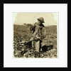 Alex Reiber aged 7 carries on topping sugar beets after 'hooking' his knee, near Sterling, Colorado, 1915 by Lewis Wickes Hine