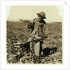 Alex Reiber aged 7 carries on topping sugar beets after 'hooking' his knee, near Sterling, Colorado, 1915 by Lewis Wickes Hine