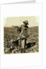 Alex Reiber aged 7 carries on topping sugar beets after 'hooking' his knee, near Sterling, Colorado, 1915 by Lewis Wickes Hine