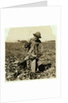 Alex Reiber aged 7 carries on topping sugar beets after 'hooking' his knee, near Sterling, Colorado, 1915 by Lewis Wickes Hine