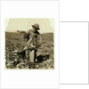 Alex Reiber aged 7 carries on topping sugar beets after 'hooking' his knee, near Sterling, Colorado, 1915 by Lewis Wickes Hine