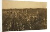 Family picking cotton near McKinney, Texas, 1913 by Lewis Wickes Hine
