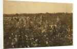Family picking cotton near McKinney, Texas, 1913 by Lewis Wickes Hine