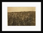 Family picking cotton near McKinney, Texas, 1913 by Lewis Wickes Hine