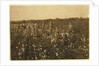 Family picking cotton near McKinney, Texas, 1913 by Lewis Wickes Hine