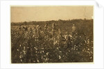 Family picking cotton near McKinney, Texas, 1913 by Lewis Wickes Hine