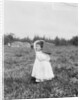 Jennie Camillo picking cranberries at Theodore Budd's Bog, Turkeytown, New Jersey, 1910 by Lewis Wickes Hine